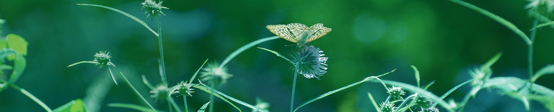 写真：蝶と花